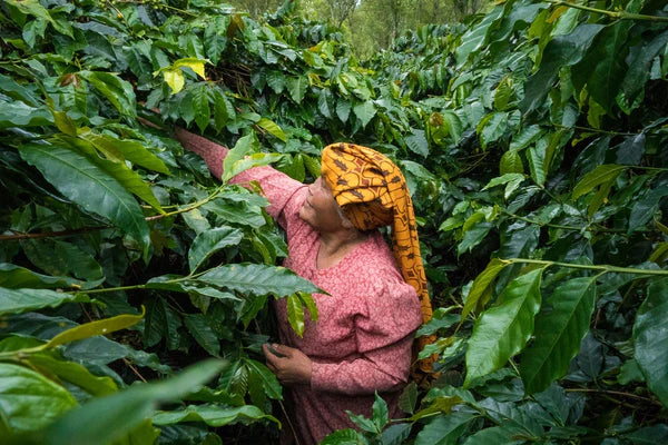 Sumatra